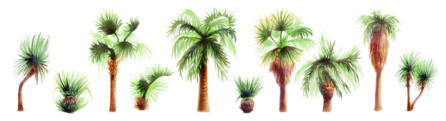 horizontal set of tropical palm trees Botanical watercolor jungle illustrations- floral elements-collection of exotic palm trees, dracaena  on a white background. Beautiful illustration for textiles.