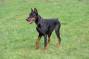Cute doberman pinscher puppy is standing on a green grass in the summer park. Pet animals.