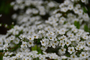 満開のユキヤナギ（雪柳）の花　埼玉県/3月