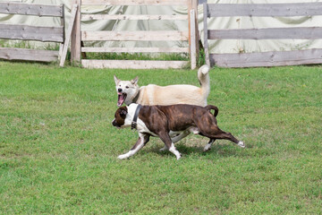 Angry west siberian laika is aggressively attacks the american staffordshire terrier puppy. Dog fight. Pet animals.