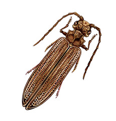 Ancient beetle Archostemata