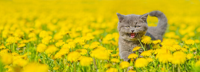 Little gray fluffy kitten on a field of dandelions meows looking at the camera in the summer in the...