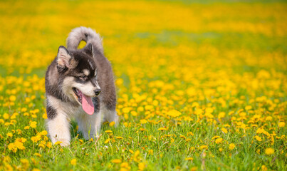 Fototapeta na wymiar A black fluffy puppy of the Malamute breed stands on a field of yellow flowers in the summer park with his tongue sticking out and looking towards an empty place. Place for the text. Copy space