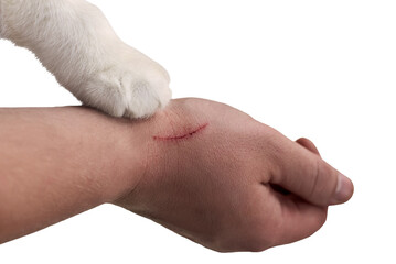 Scratch on a man's hand made by a cat, a cat's paw on a hand of an owner, isolated on white.