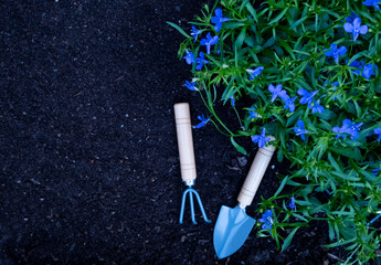 planting beautiful green flowers in soil and small garden tools on the ground