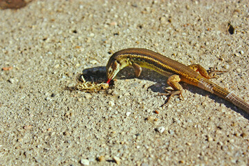 Close-up of lizard eating the remains of an animal
