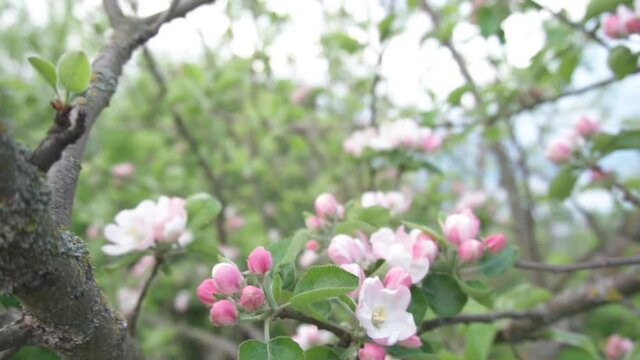 pink apple tree blossoms. flowers in the garden