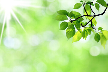 Fototapeta na wymiar Fresh green leaves with sunshine 