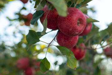 A cluster of four ripe red apples hanging from an apple tree, with more apples and apple trees out of focus in the background