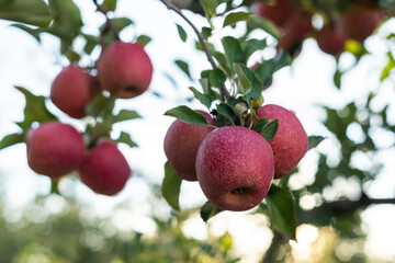 Landscape shot of a cluster of red apples at the end of an apple tree branch, more red apples and apple trees can be seen in the background.