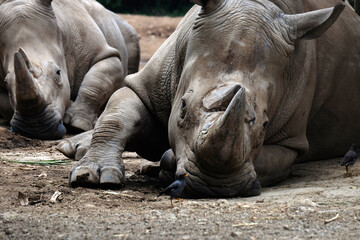 Fototapeta premium white rhino in zoo