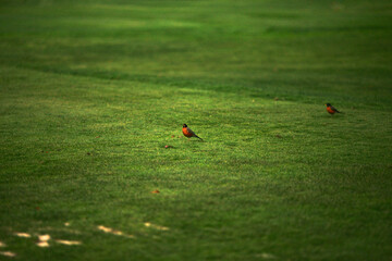 sprinkler on grass © Taddeo