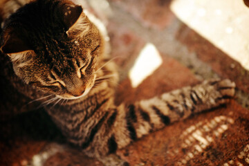 close up of a tortoise