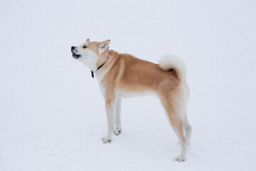 Cute akita inu puppy is barking in the winter park. Japanese akita or great japanese dog. Pet animals.