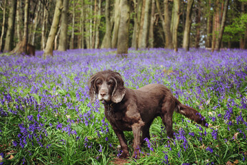 A brown working cocker spaniel stood among wild bluebells in woodland