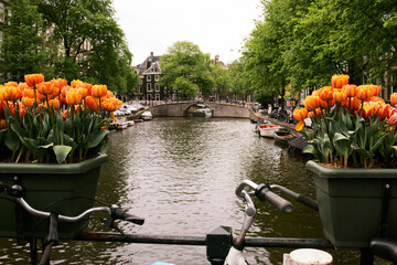 tulips in the garden © Taddeo