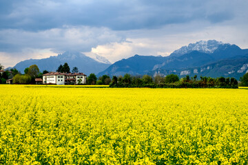 Panoramica di un campo di colza