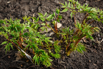 Sprouting Astilba spring background. Young Astilbe green decorative plants grow in springtime. Fresh urban garden greenery in flowerbed close up