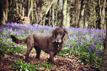 A brown working cocker spaniel stood among wild bluebells in woodland