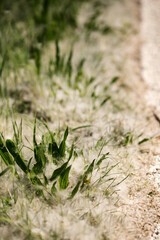 grasshopper on the grass