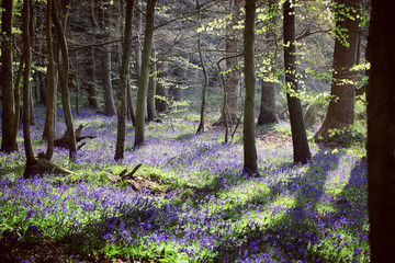 Native wild bluebells in woodland on a spring day in England