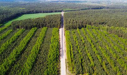 View from a height on the road in the summer forest