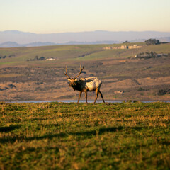 impala in the savannah