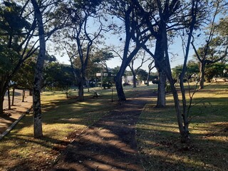 trees in the park