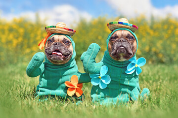 Funny dog costumes. French Bulldogs dressed up with cactus plant Halloween dog costumes with fake...