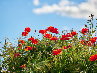 Field of natural poppies, Papaver Papaveraceae, with the sky out of focus at dusk