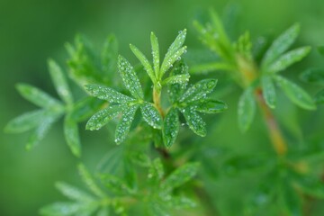Green leaves od drops of dew, closeup of shrubby cinquefoil leaves., nature background - obrazy, fototapety, plakaty