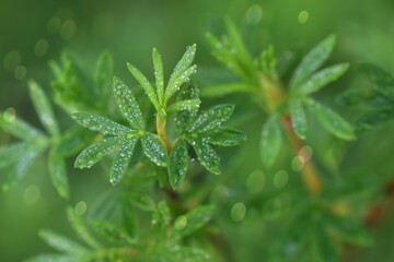 Green leaves od drops of dew, closeup of shrubby cinquefoil leaves., nature background bokeh - obrazy, fototapety, plakaty