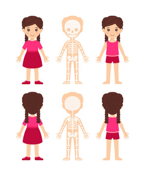 Cartoon illustration with baby skeleton on white background for medical design.Child in a beautiful pink dress.The girl and the human skeletal system. Front and back view. Flat color style. Vector