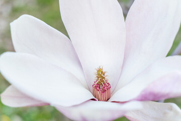 Obraz premium Natural background concept. Pink magnolia branch. Magnolia flowers background close up in spring time.