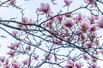 Spring nature background with pretty magnolia blooming branches at light blue background with flying petals and sunlight bokeh. Purple blossom