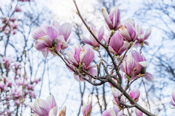Blooming magnolia. Joyful blue and pink spring background with a flowering magnolia tree. Natural background concept. Pink magnolia branch. Magnolia flowers background close up.
