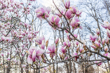 Magnolia tree flower. Beautiful dewy Magnolia flower with blossom branches in the blurred background. Spring season. Botany and gardening. Branch of magnolia.