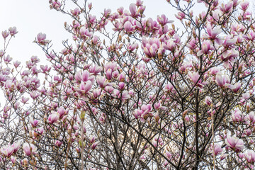 Natural background concept. Pink magnolia branch. Magnolia tree blossom. Blossom magnolia branch against nature background. Magnolia flowers in spring time.