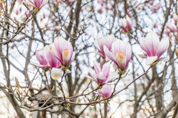 Natural background concept. Pink magnolia branch. Magnolia flowers in spring time.