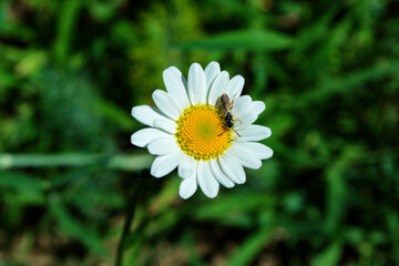 Fototapeta premium Wasp (Latin: Vespula vulgaris) on garden chamomile or Nivyanik or Ox-eye Daisy (Latin: Leucanthemum) on a dark background of green leaves. Soft focus.