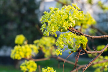 Tree blooms in the natural environment on a sunny day. Spring concept. Spring background