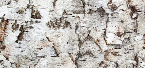 Birke, Birkenrinde. Birch, birch bark.
