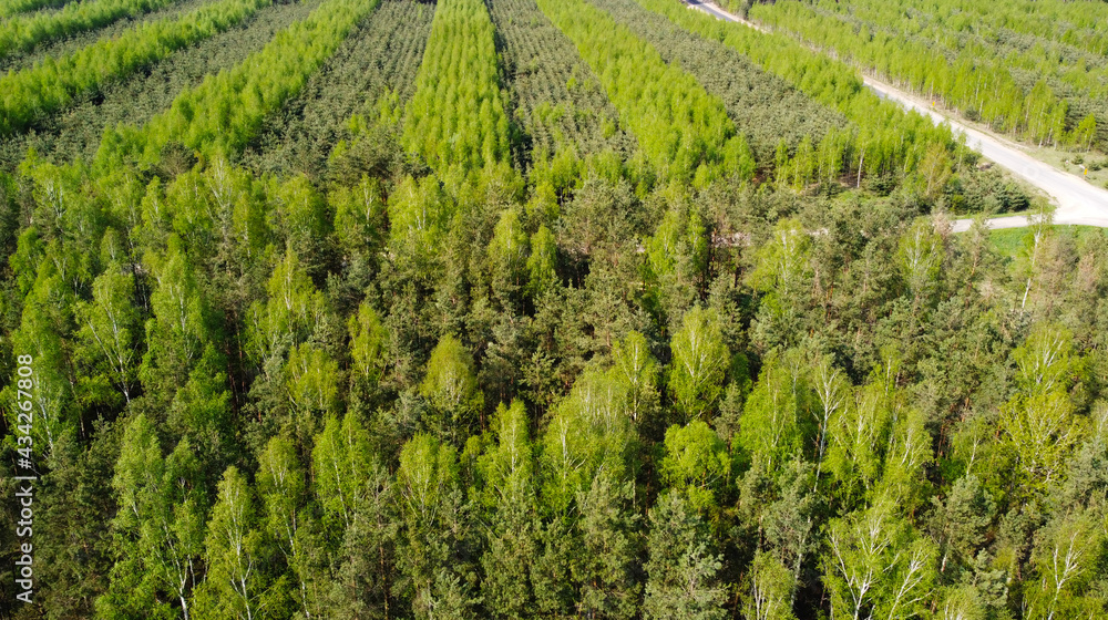 Wall mural View from a height to the green summer forest