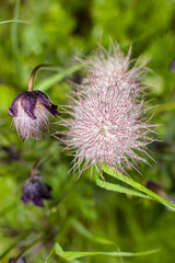 Gemeine Kuhschelle. Common Pasqueflower. Pulsatilla vulgaris.