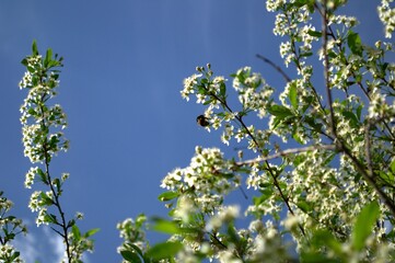 Branches of a blooming cherry tree on a blue sky background. A bumblebee is sitting on a branch. White cherry blossoms. The tree is in bloom.