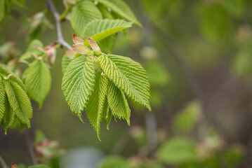 Junge Blätter von der Hängeulme