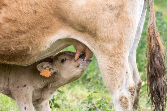 Un ternero mamando de su mamá vaca 