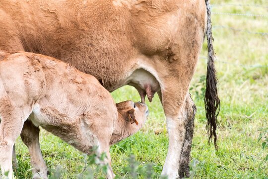 Peque&ntilde;o ternero tomando leche