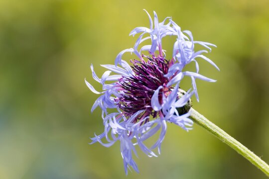 Aciano 이미지 – 찾아보기 395 스톡 사진, 벡터 및 비디오 | Adobe Stock