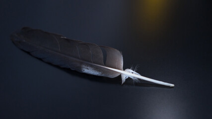 Black feather